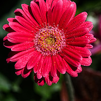 Buy canvas prints of Pink Gerbera  by Chris Day