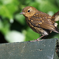 Buy canvas prints of Juvenile Robin  by Chris Day
