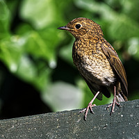 Buy canvas prints of Juvenile Robin  by Chris Day