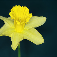 Buy canvas prints of Daffo the Dil by Chris Day