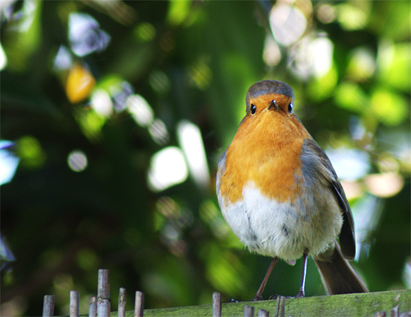 Quizzical Robin Picture Board by Chris Day