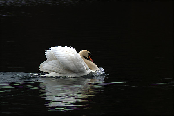Mute Swan 3 Picture Board by Chris Day
