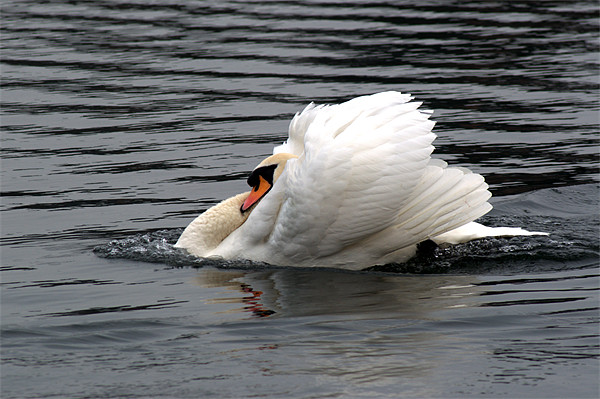Mute Swan 2 Picture Board by Chris Day