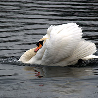 Buy canvas prints of Mute Swan 2 by Chris Day
