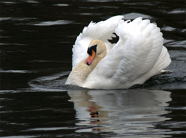 Mute Swan 1 Picture Board by Chris Day