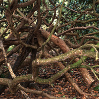 Buy canvas prints of Knotted trees by Chris Day