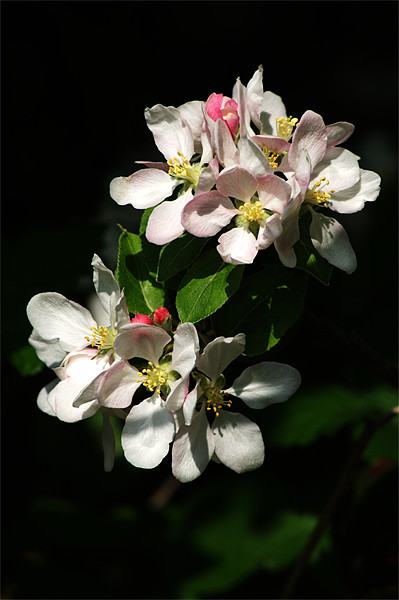 Apple Blossom 4 Picture Board by Chris Day
