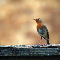 Buy canvas prints of Robin 2 by Chris Day