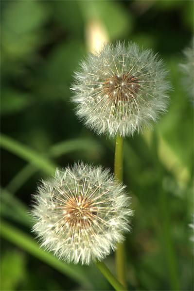 Dandelion Seed heads Picture Board by Chris Day