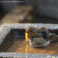Buy canvas prints of Robin having a bath by Chris Day