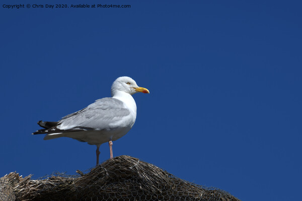Herring Gull Picture Board by Chris Day
