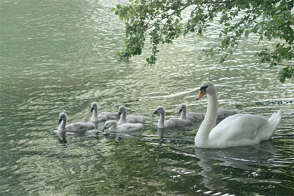 Mute Swans Picture Board by Chris Day