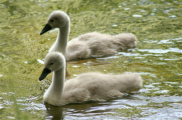 Mute Swan Cygnets Picture Board by Chris Day