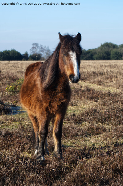 New Forest Pony Picture Board by Chris Day