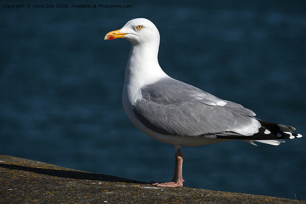 Herring Gull Picture Board by Chris Day