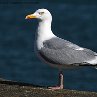 Buy canvas prints of Herring Gull by Chris Day