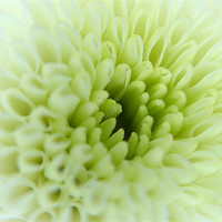 Buy canvas prints of White Chrysanthemum by Chris Day