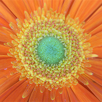 Buy canvas prints of Gerbera Sunshine by Chris Day