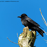 Buy canvas prints of Caw said the crow by Chris Day