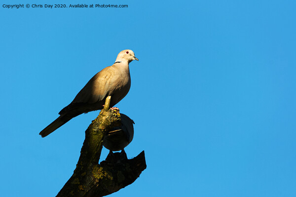 Collared Dove Picture Board by Chris Day