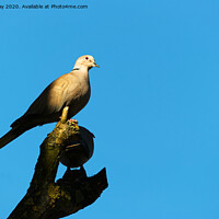 Buy canvas prints of Collared Dove by Chris Day