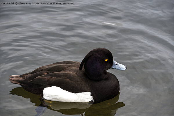 Tufted Duck Picture Board by Chris Day