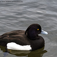 Buy canvas prints of Tufted Duck by Chris Day