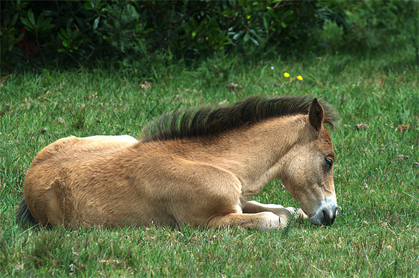 New Forest Pony sleeping Picture Board by Chris Day