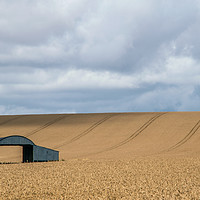 Buy canvas prints of Barn within the Wheat by Laurence Bigsby