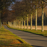 Buy canvas prints of The Avenue by Laurence Bigsby