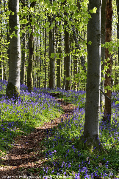 Bluebell Trail, Coed Cefn. Picture Board by Philip Veale