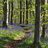 Buy canvas prints of Bluebell Trail, Coed Cefn. by Philip Veale