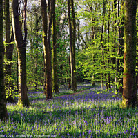 Buy canvas prints of Bluebells at Coed Cefn Nature Reserve, Crickhowell by Philip Veale