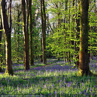 Buy canvas prints of Bluebells Dawn Illumination. by Philip Veale
