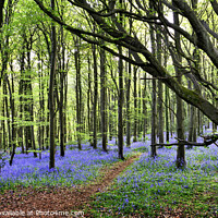 Buy canvas prints of Bluebell Wood Panoramic. by Philip Veale