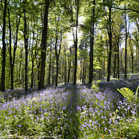 Buy canvas prints of Bluebell Display at Coed Cefn. by Philip Veale