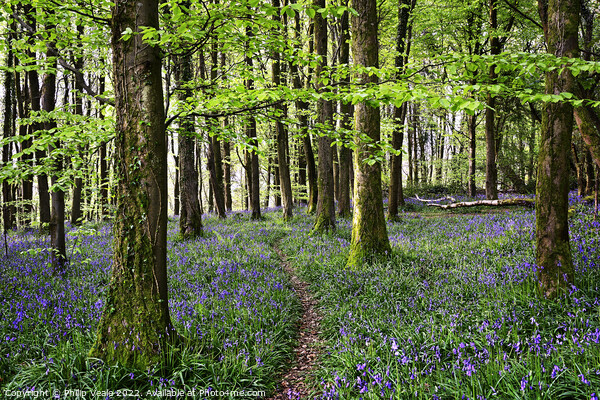 Bluebells Blanket the Forest Floor at Coed Cefn. Picture Board by Philip Veale