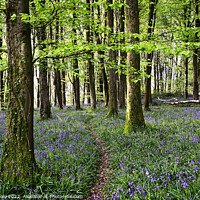 Buy canvas prints of Bluebells Blanket the Forest Floor at Coed Cefn. by Philip Veale