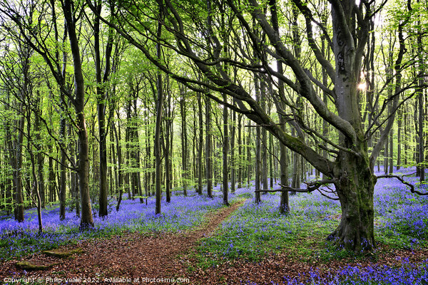 Bluebell Wood's Twilight Embrace. Picture Board by Philip Veale