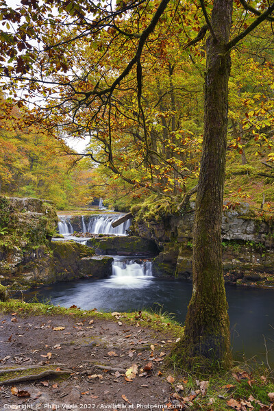 Nedd Fechan Waterfall Autumn Glory. Picture Board by Philip Veale