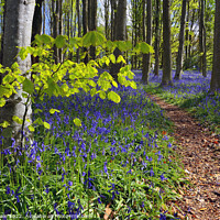 Buy canvas prints of Bluebells in Spring Sunshine. by Philip Veale