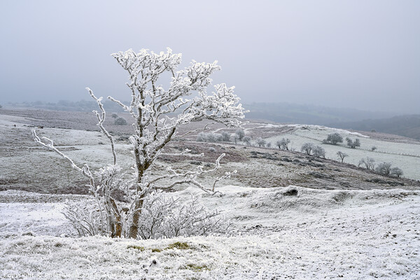 Tree covered in ice crystals on Llangynidr Moors. Picture Board by Philip Veale