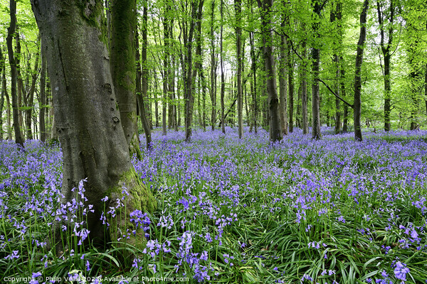 Bluebell Wood in Springtime. Picture Board by Philip Veale