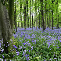 Buy canvas prints of Bluebell Wood in Springtime. by Philip Veale