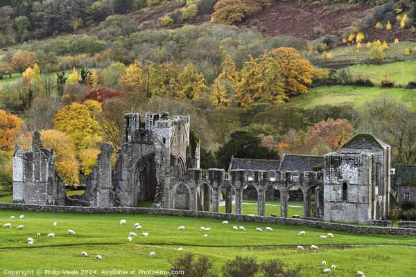 Llanthony Abbey in Autumn. Picture Board by Philip Veale