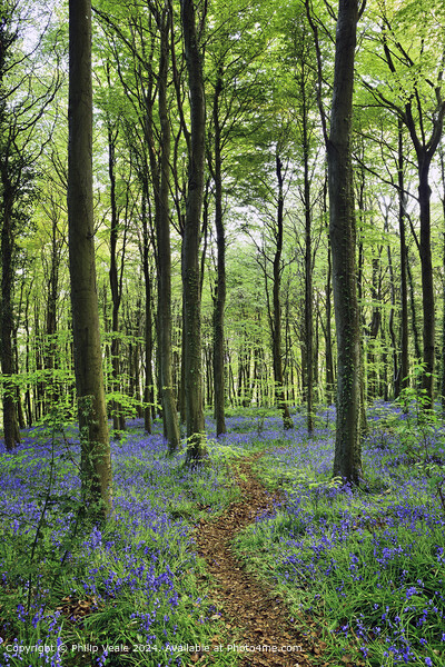 Footpath through the Bluebell Wood. Picture Board by Philip Veale