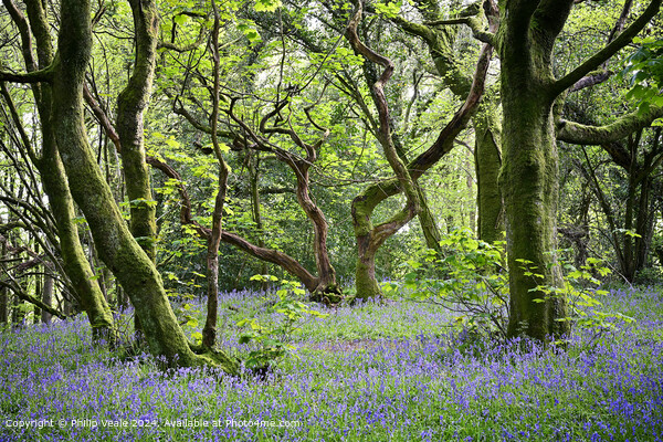 Twisted Tree in Bluebell Wood. Picture Board by Philip Veale