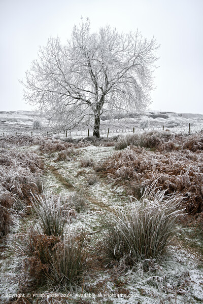 Ice covered tree on Llangynidr Moors. Picture Board by Philip Veale