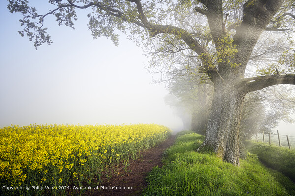 Rapeseed Flowers on a mist covered morning. Picture Board by Philip Veale