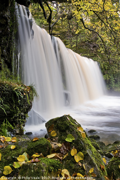 Sgwd Ddwli Waterfall in Autumn. Picture Board by Philip Veale